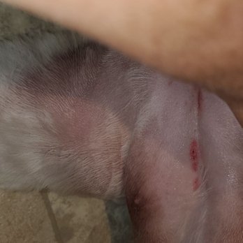 The Pampered Pooch - Cut she got on her lower abdominal - Pet Groomers Near Me - Palmdale, California The Pampered Pooch - Cut she got on her lower abdominal - Pet Groomers Near Me - Palmdale, California