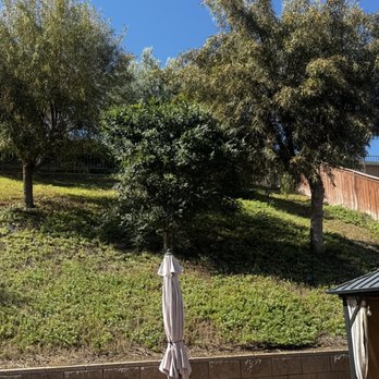 Norbert's Landscape Irrigation - Before cleanup and overgrown with dried ivy and twigs everywhere - Landscaping Near Me