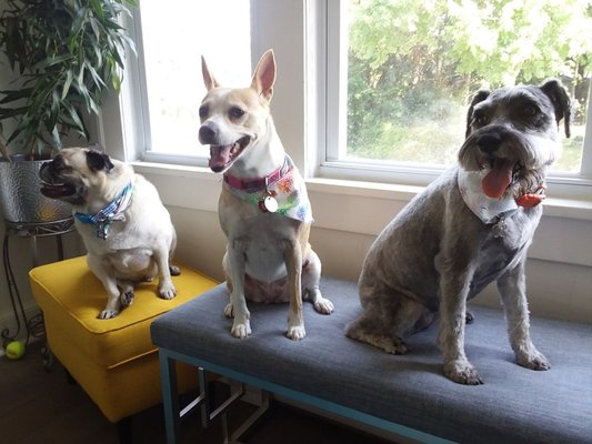 chow bella mobile grooming