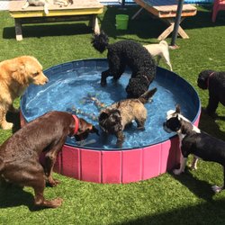 Pampered Paws Inn - Pool time