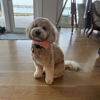 Precious Paws Grooming - Pet Groomers Near Me - Wilmington, North Carolina Precious Paws Grooming - Pet Groomers Near Me - Wilmington, North Carolina