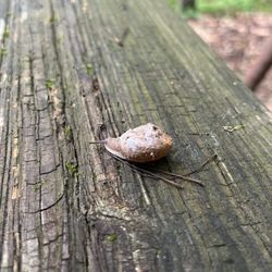 Black Forest Family Camping Resort - Cute snail...hanging out at the campground.