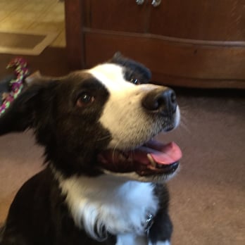 Kate Sullivan Pet Dog Training Services - Pet Training Near Me Kate Sullivan Pet Dog Training Services - Pet Training Near Me