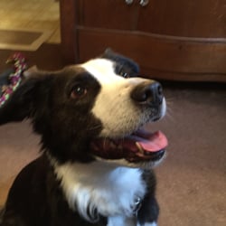 Kate Sullivan Pet Dog Training Services