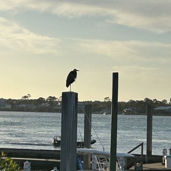 Cobalt - Gorgeous scenery - Seafood Near Me - Orange Beach, Alabama Cobalt - Gorgeous scenery - Seafood Near Me - Orange Beach, Alabama