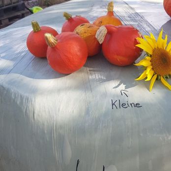 Hof Günthersberg - Farmers Market Near Me - Hamberge, SH