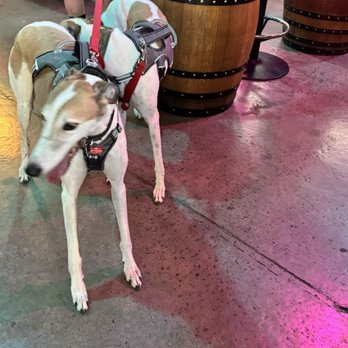 Wonderland Brewing - Awesome dogs! - Breweries Near Me - Broomfield, Colorado Wonderland Brewing - Awesome dogs! - Breweries Near Me - Broomfield, Colorado