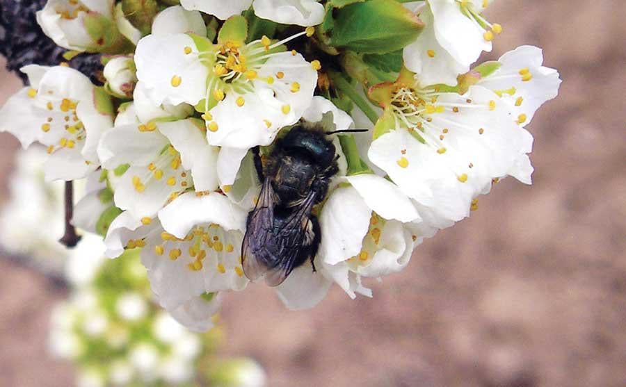 Wasatch Mason Bees Logo