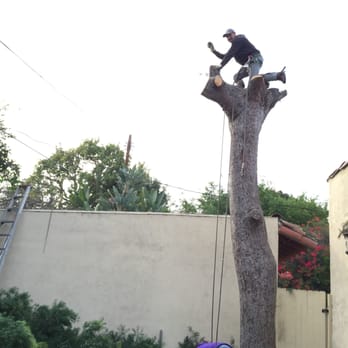 Matilde's Tree Service - almost there - Tree Services Near Me Matilde's Tree Service - almost there - Tree Services Near Me