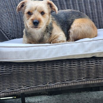 Muddy Paws Grooming - My yorkie-pie! - Pet Groomers Near Me - Oakley, California Muddy Paws Grooming - My yorkie-pie! - Pet Groomers Near Me - Oakley, California