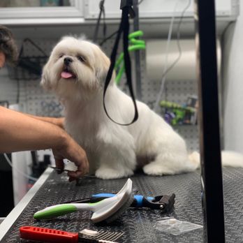 Mobile Pet Grooming Spa - Pet Groomers Near Me