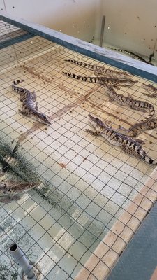 Palawan Wildlife Rescue and Conservation Center (Crocodile Farm) by null