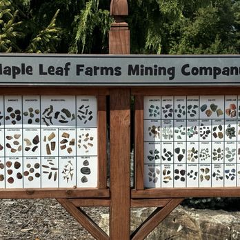 Maple Leaf Farms - Fun mining activity for the kids - Nurseries & Gardening Near Me - Manalapan Township, New Jersey Maple Leaf Farms - Fun mining activity for the kids - Nurseries & Gardening Near Me - Manalapan Township, New Jersey