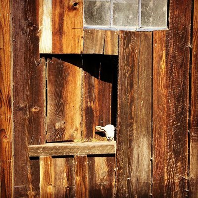 Leaping Lamb Farm by null