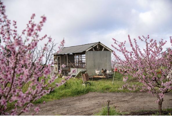 Apricot Lane Farms by null