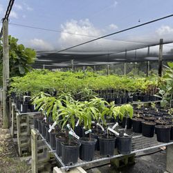 Lots of trees to choose from.