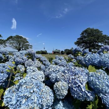 Marble House - Blue hydrangeas in the back of marble house. - Landmarks & Historical Buildings Near Me - Newport, Rhode Island