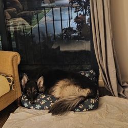 Jefferson Animal Hospital - Athena