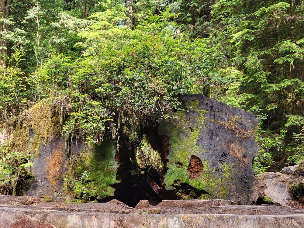 Walker Road Stump Logo