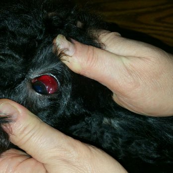 Bubbles Pet Spa - Bloodshot eyes after grooming! - Pet Groomers Near Me - Encino, California Bubbles Pet Spa - Bloodshot eyes after grooming! - Pet Groomers Near Me - Encino, California