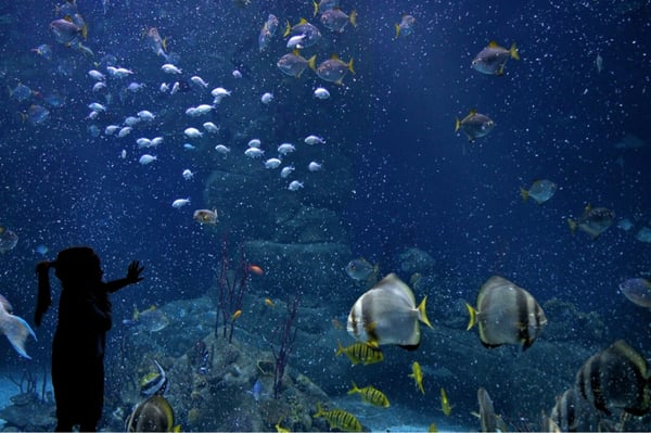 National Marine Aquarium by null