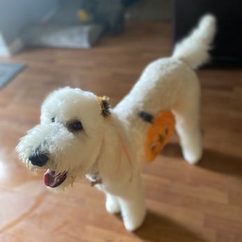 Styles Pet Grooming - Pet Groomers Near Me - Yucaipa, California Styles Pet Grooming - Pet Groomers Near Me - Yucaipa, California