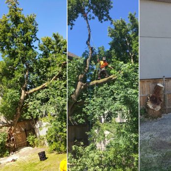 Toronto Tree Guys - Removing the remainder of tree after a limb had fell from high winds. - Tree Services Near Me - Toronto, Ontario