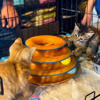 The Public Pet - 10.19.19 - Pet Stores Near Me - Honolulu, Hawaii The Public Pet - 10.19.19 - Pet Stores Near Me - Honolulu, Hawaii