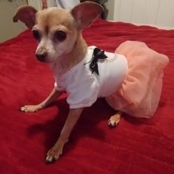 Whole Pets Market - Missy Armstrong