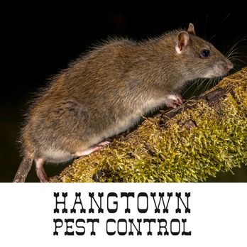 Hangtown Pest Control - Pest Control Near Me - Sacramento, California Hangtown Pest Control - Pest Control Near Me - Sacramento, California