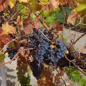 Apple Hill Growers Association - Stone's Throw Winery - Fruits & Veggies Near Me - Camino, California