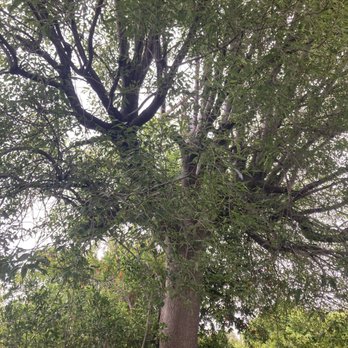 Thrifty Tree Service - Before - Tree Services Near Me - Tarzana, California Thrifty Tree Service - Before - Tree Services Near Me - Tarzana, California