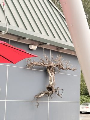 Sparkman Cellars by null