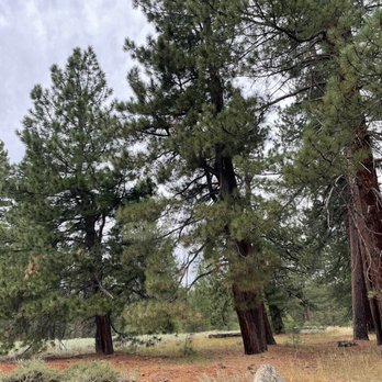 Logger Campground Stampede - Campgrounds Near Me - Sierra, California