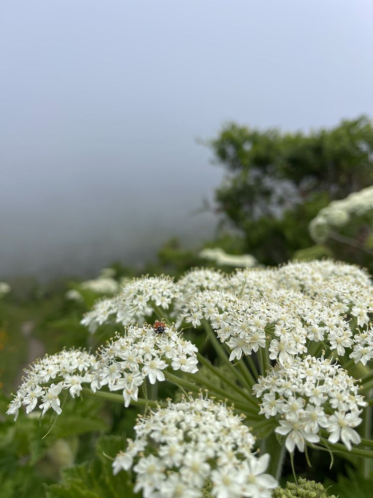Alamere Falls - Point Reyes National Seashore