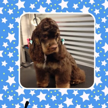 Dog E Fresh - Pet Groomers Near Me - Aurora, Colorado Dog E Fresh - Pet Groomers Near Me - Aurora, Colorado