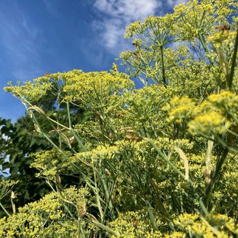 Magnolia Landscaping - Can you spot the bee? - Lawn Services Near Me Magnolia Landscaping - Can you spot the bee? - Lawn Services Near Me