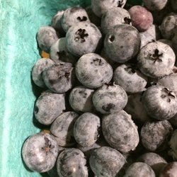 Chipman Farm Raymond Stand - Huge, tart blueberries!