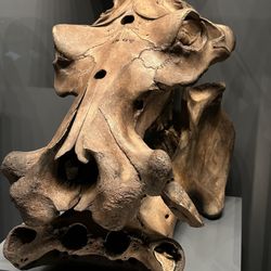 Hunterian Museum