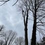 Morales Tree Services