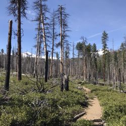 Chush Falls Trail - Trail through burn area.