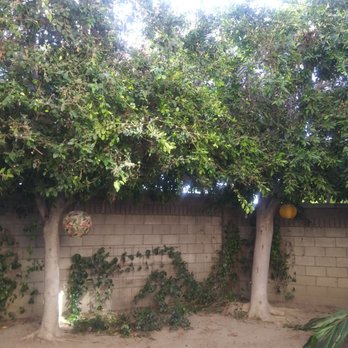 Jimmie's Tree Service - My backyard. - Tree Services Near Me Jimmie's Tree Service - My backyard. - Tree Services Near Me