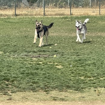 Watson Park - Dog Parks Near Me - San Jose, California
