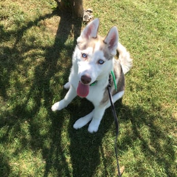All Dogs Unleashed - Pet Training Near Me - Carrollton, Texas All Dogs Unleashed - Pet Training Near Me - Carrollton, Texas