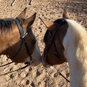 Applewood Equine - Horse Boarding Near Me - Corrales, New Mexico