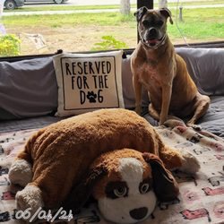 Happy Paws Dog Sitting and Day Care