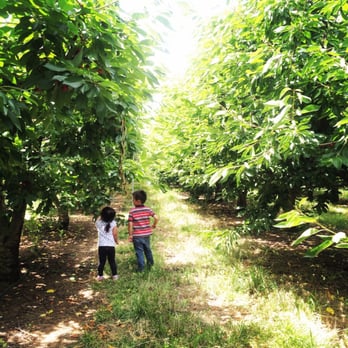 5 Star Cherries - Fruits & Veggies Near Me - Brentwood, California