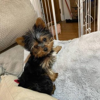 Rosiee Land - Teacup girl yorkie at home with her new mommy - Pet Breeders Near Me Rosiee Land - Teacup girl yorkie at home with her new mommy - Pet Breeders Near Me