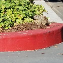 Toyota Motor Distributors San Francisco Region - Mr Squirrel says the new Avalon is fantastic.