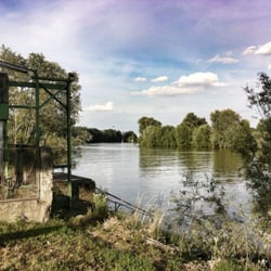 Mainufer Kostheim
